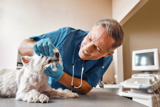 Best Emergency Treatment for Dental Infections or Abscesses in Harbor Beach, MI